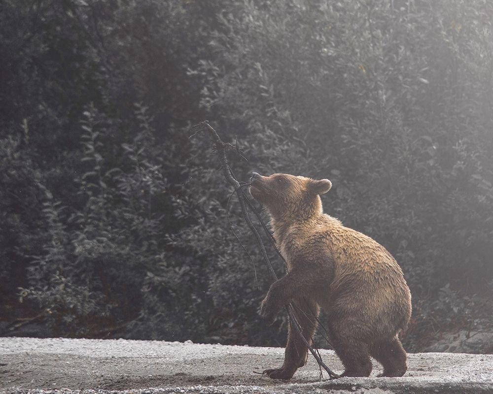Playful Cub art print by Leah Straatsma for $57.95 CAD
