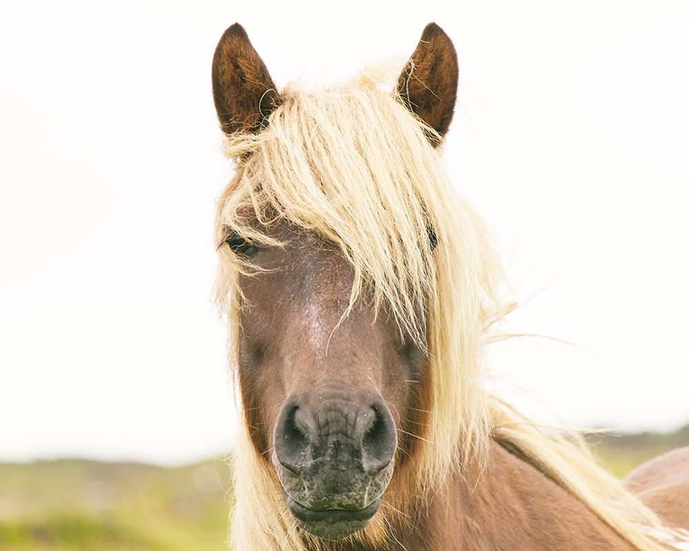 Pretty Horse art print by Leah Straatsma for $57.95 CAD