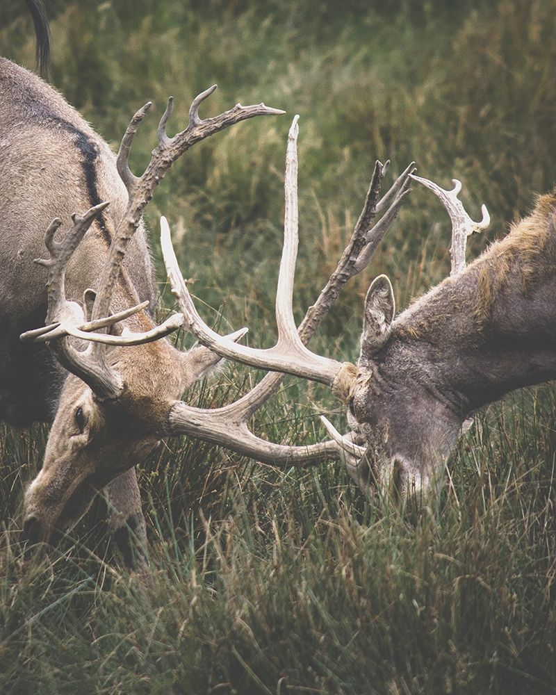 The Fight art print by Leah Straatsma for $57.95 CAD