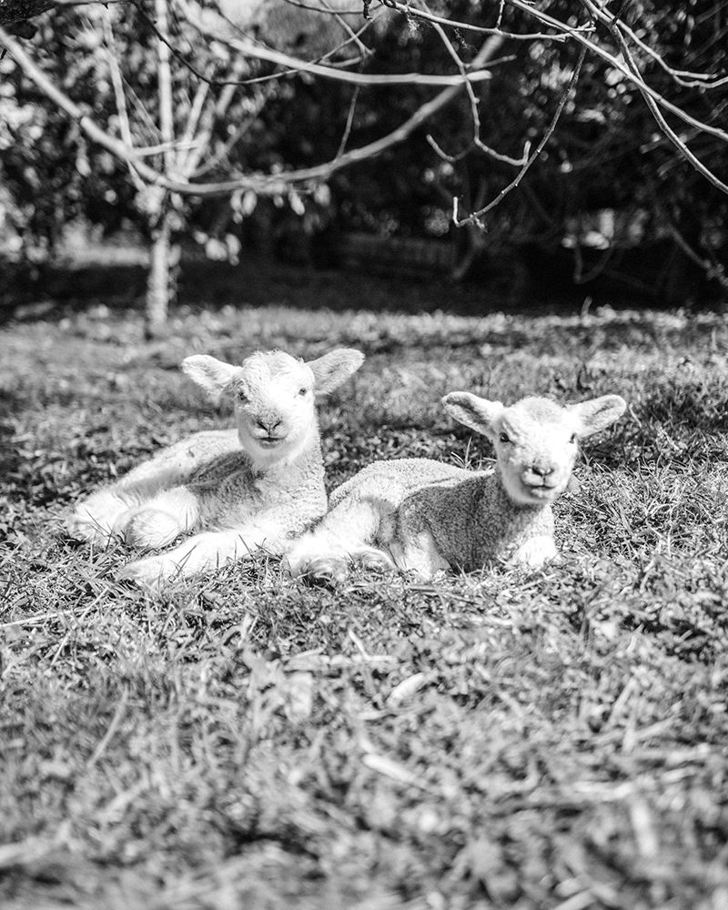 Two Sheep art print by Leah Straatsma for $57.95 CAD