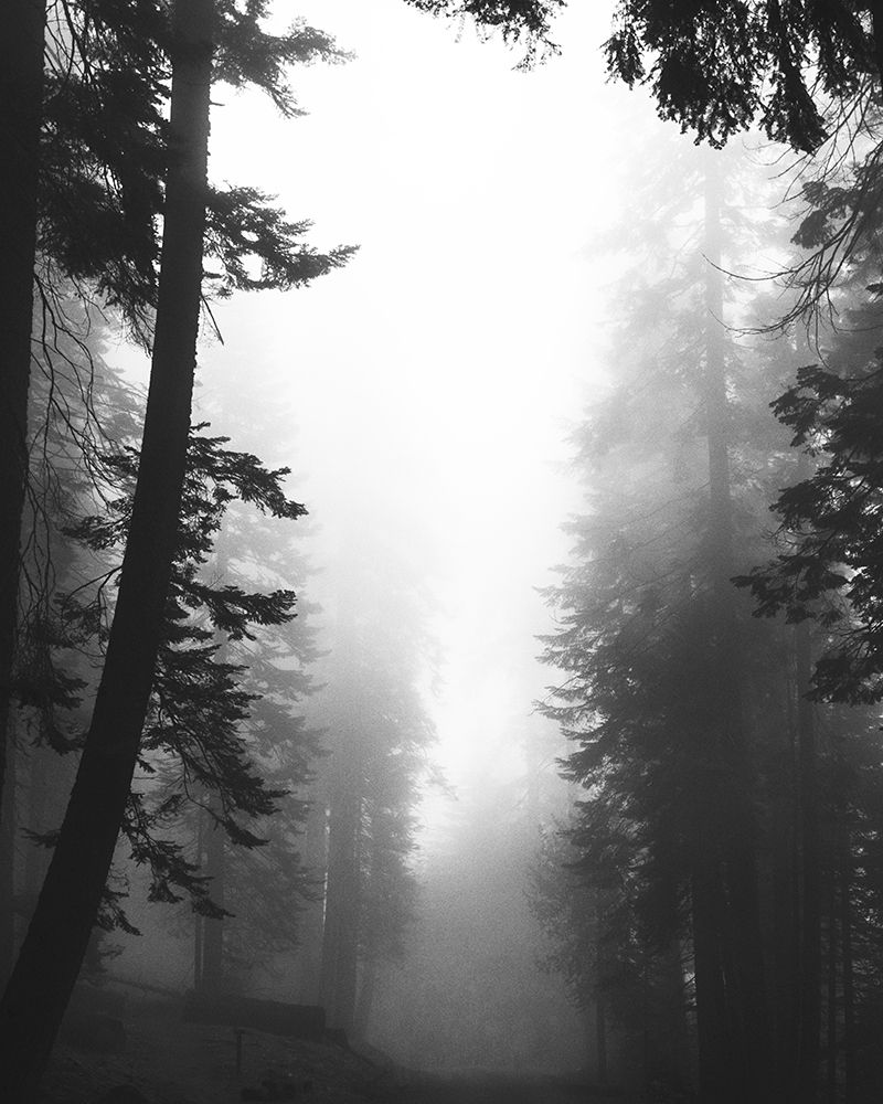 Misty Path art print by Leah Straatsma for $57.95 CAD