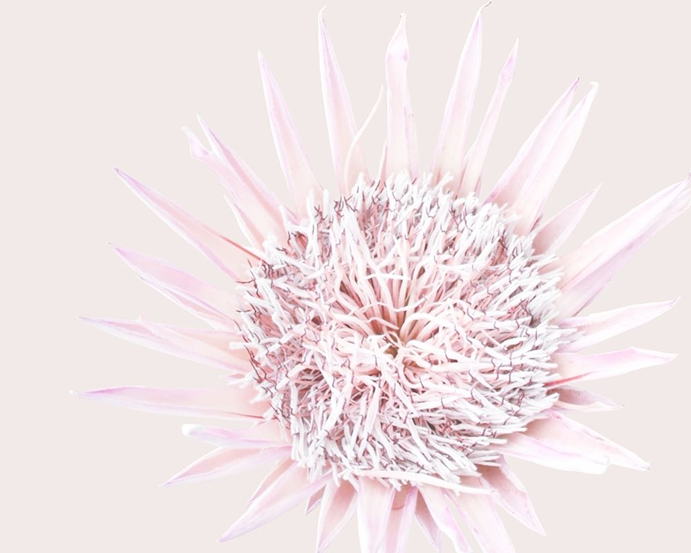 Pink Protea art print by Leah Straatsma for $57.95 CAD