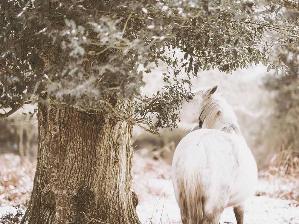 Gift From The Tree art print by Leah Straatsma for $57.95 CAD