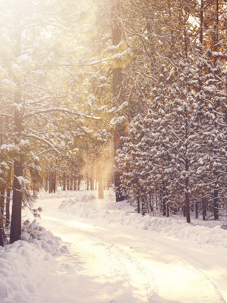 Magical Winter Path art print by Leah Straatsma for $57.95 CAD