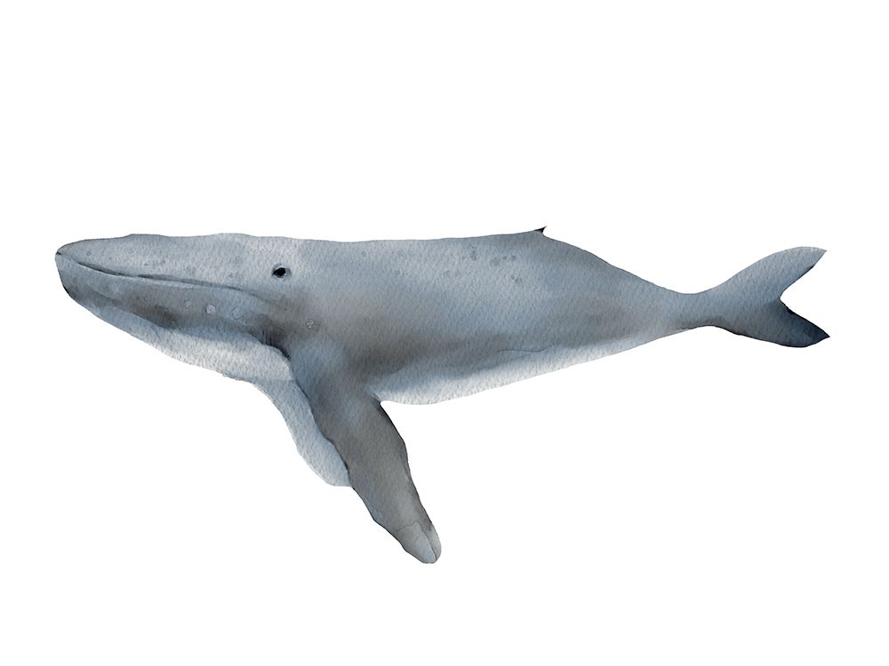 Humpback art print by Leah Straatsma for $57.95 CAD