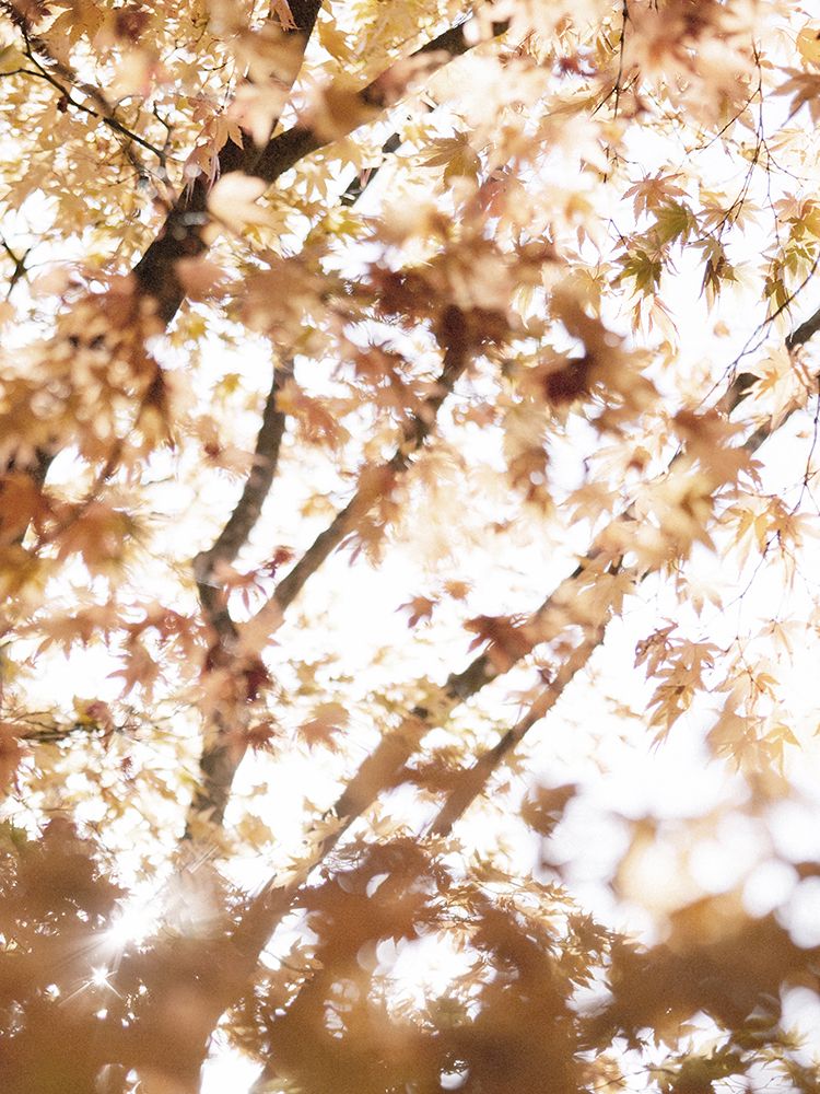 Light in the Leaves art print by Leah Straatsma for $57.95 CAD