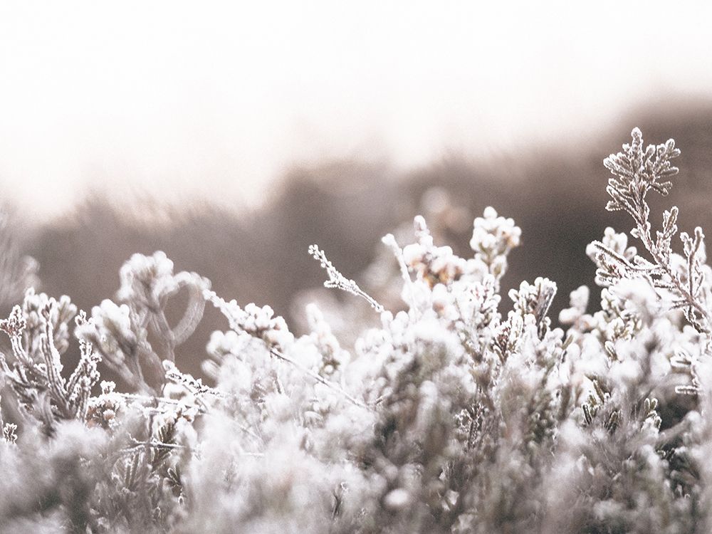 Cashmere Frost art print by Leah Straatsma for $57.95 CAD