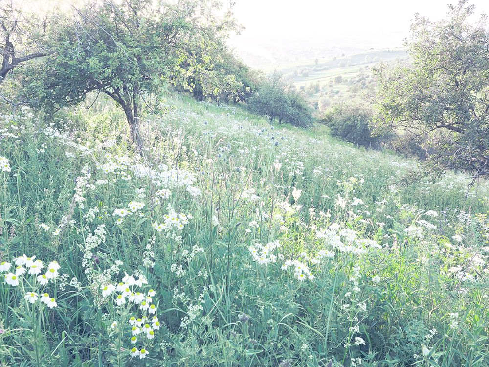 Sunny Daisies art print by Leah Straatsma for $57.95 CAD