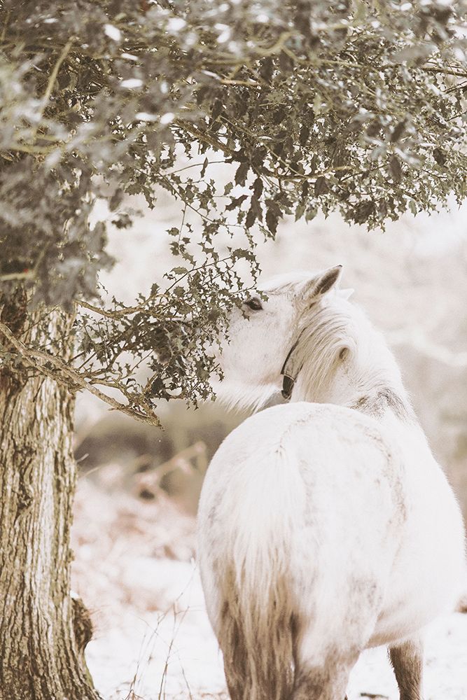 Gift From The Tree art print by Leah Straatsma for $57.95 CAD