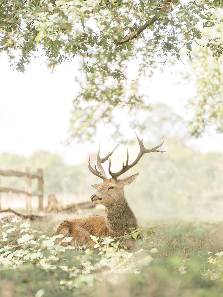 White Tailed Deer art print by Leah Straatsma for $57.95 CAD