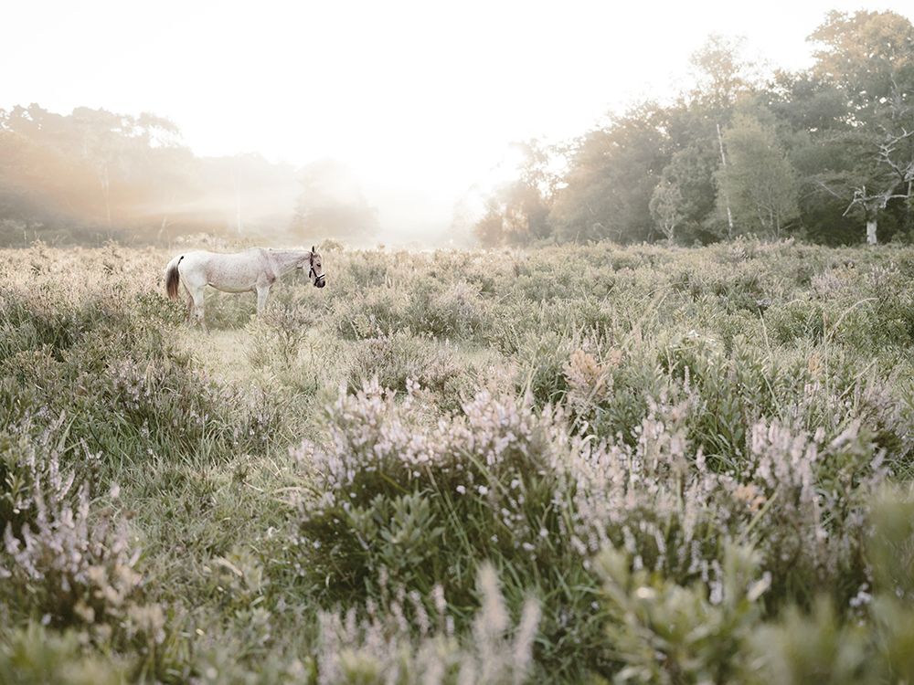 Misty Sunset Horse art print by Leah Straatsma for $57.95 CAD