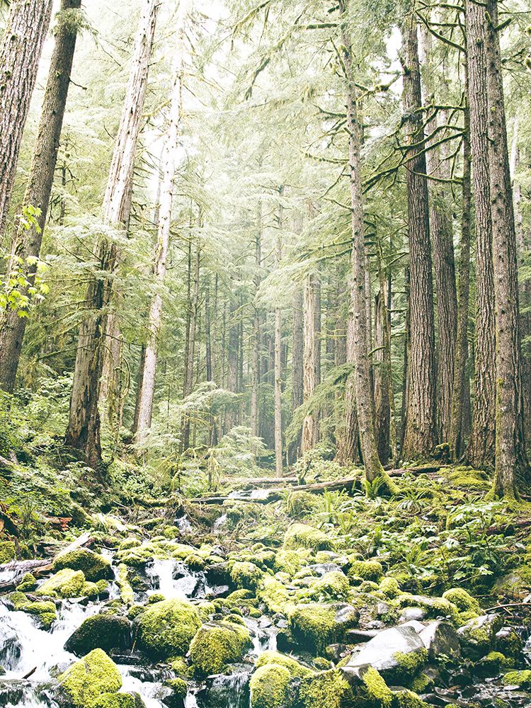 Forest Glow art print by Leah Straatsma for $57.95 CAD