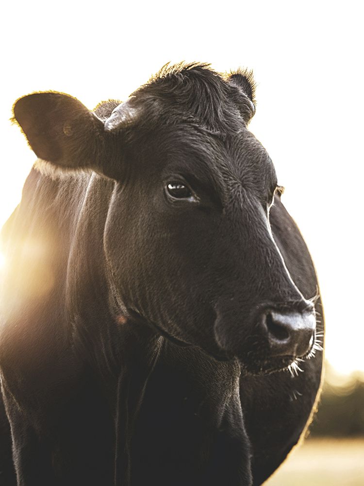Bessie The Cow art print by Leah Straatsma for $57.95 CAD