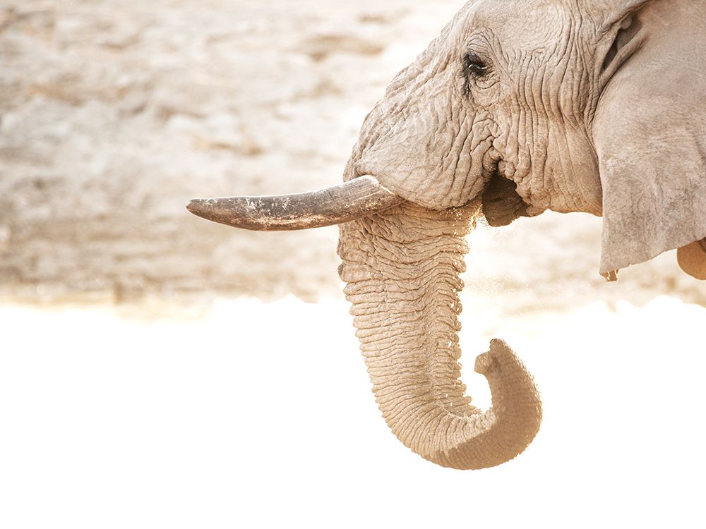 Drinking Elephant art print by Leah Straatsma for $57.95 CAD