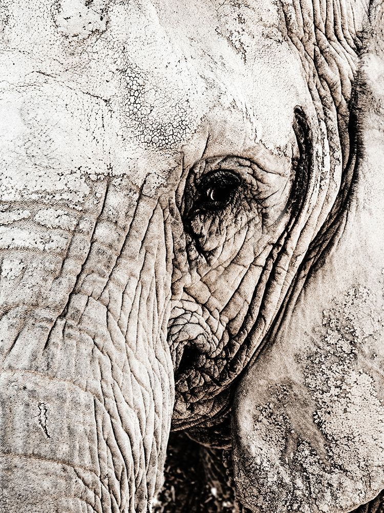 Grey Elephant art print by Leah Straatsma for $57.95 CAD