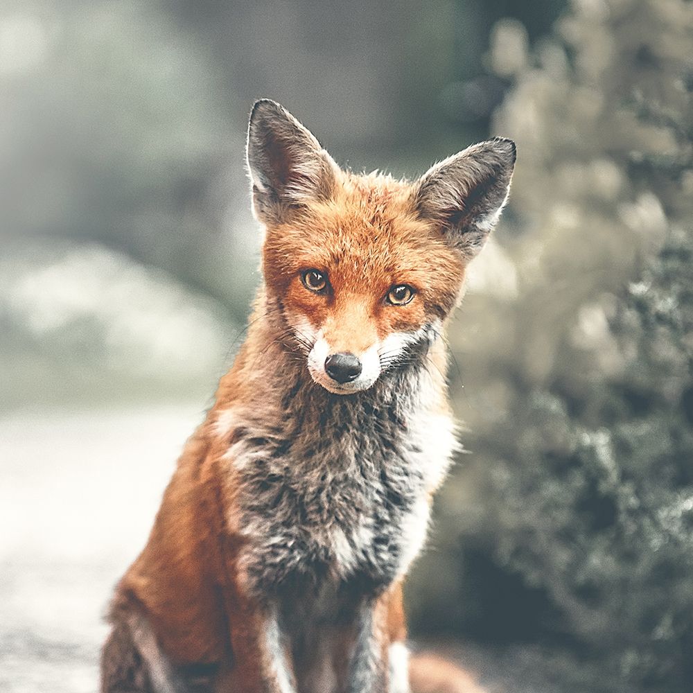 Fox art print by Leah Straatsma for $57.95 CAD