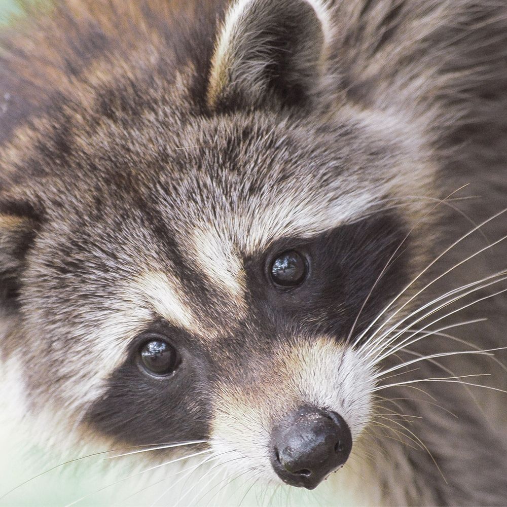 Raccoon art print by Leah Straatsma for $57.95 CAD