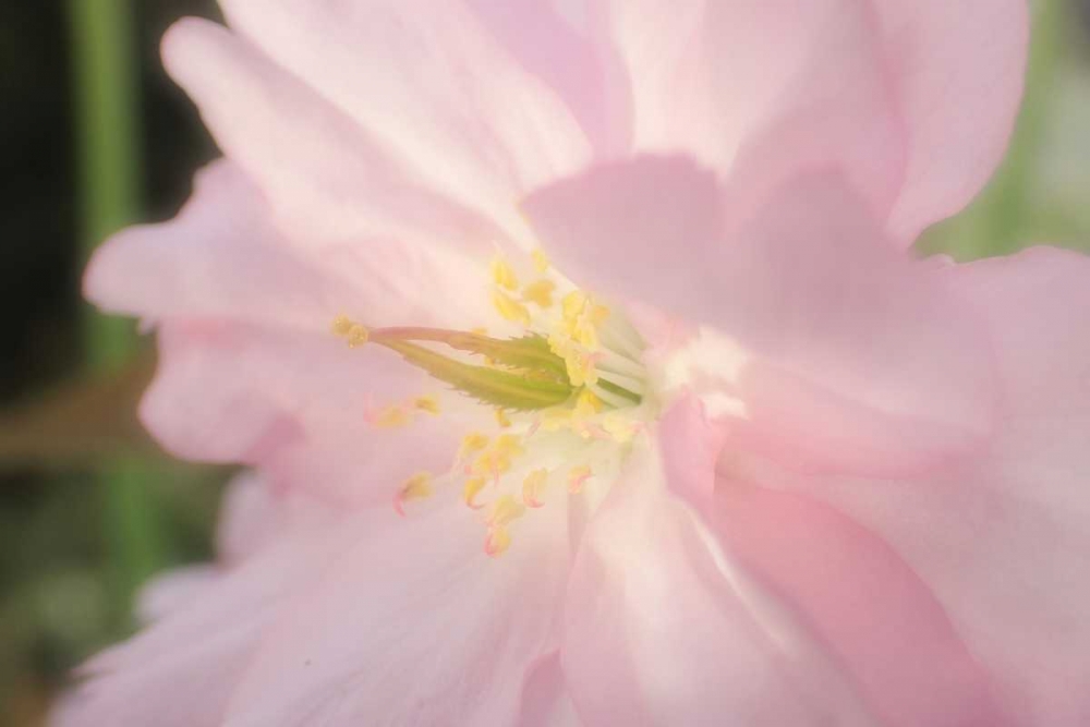 Soft Japanische Kirsche 2 art print by May for $57.95 CAD
