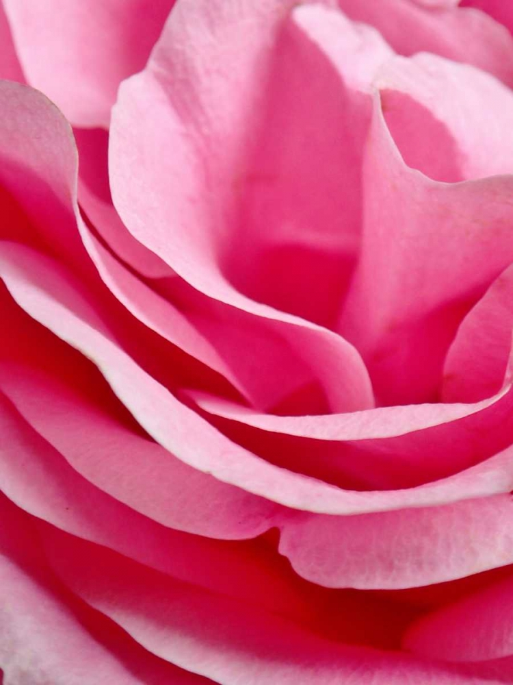 Rose Nahbereich art print by May for $57.95 CAD