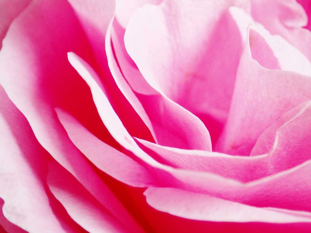 Rose Nahbereich 2 art print by May for $57.95 CAD