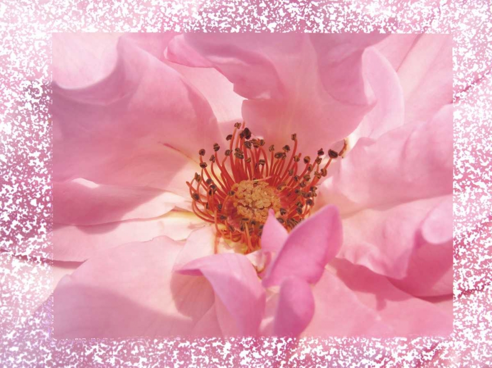 Rosenkern Rahmen art print by May for $57.95 CAD