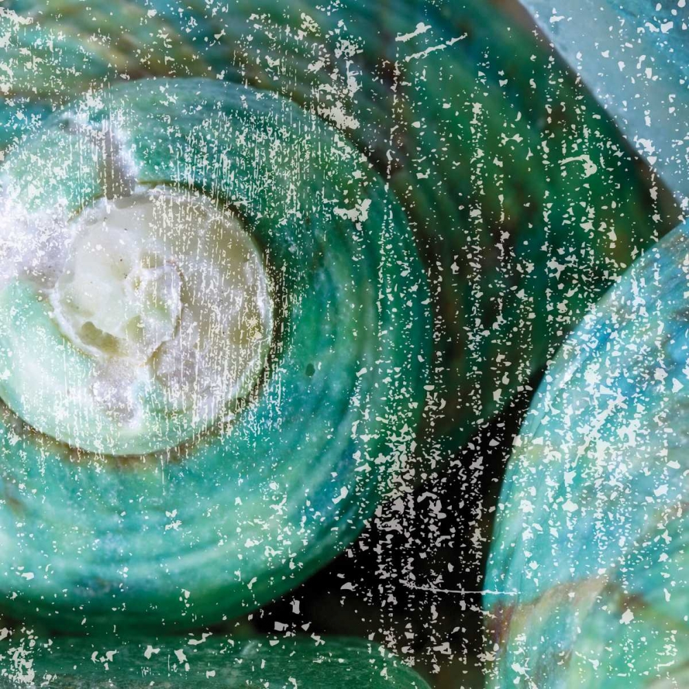 Tropical Shells art print by Melody Hogan for $57.95 CAD