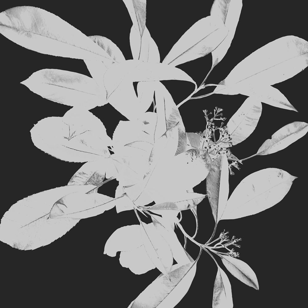 Botanical Dark 1 art print by Melody Hogan for $57.95 CAD