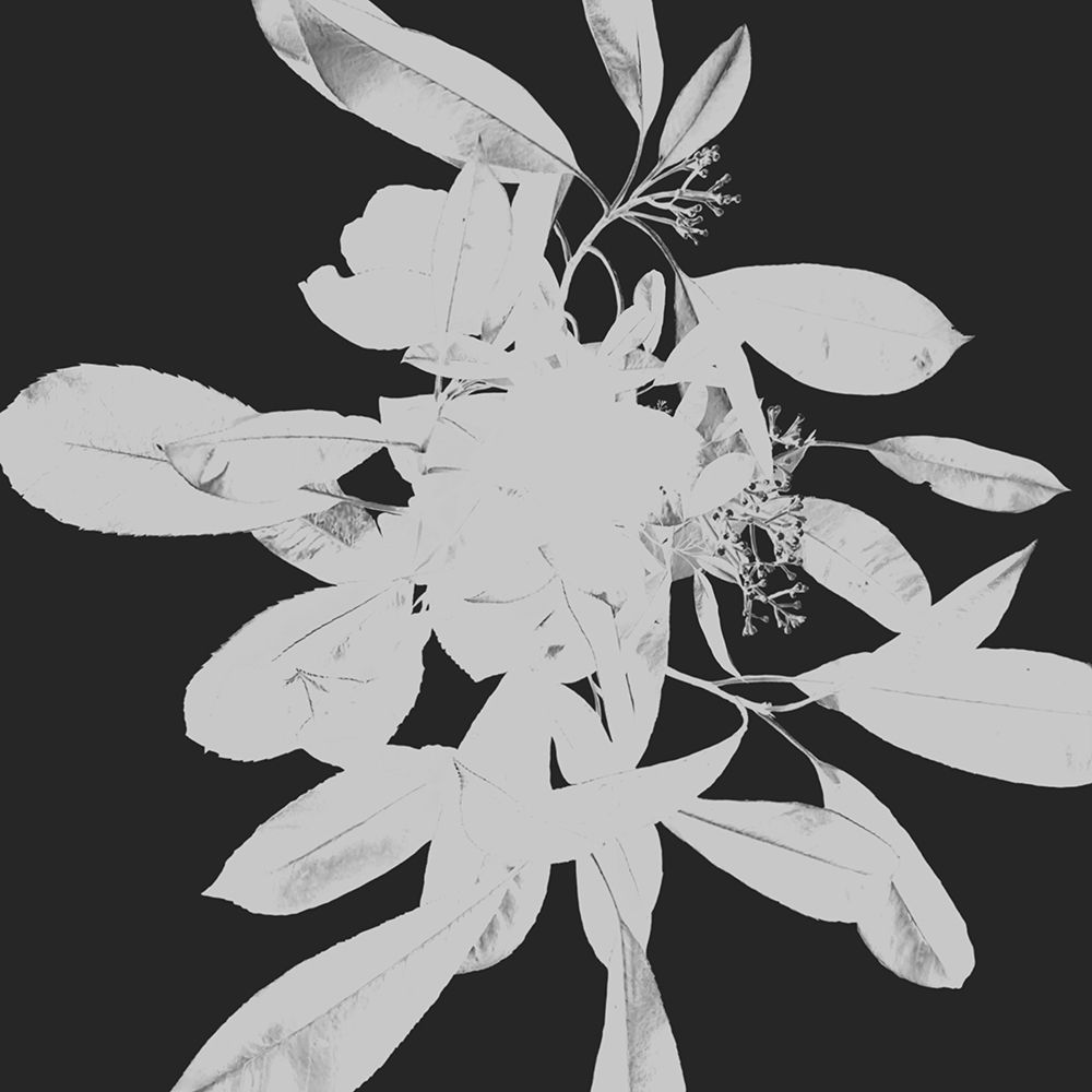Botanical Dark 2 art print by Melody Hogan for $57.95 CAD