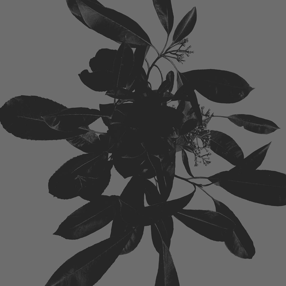 Botanical Light 1 art print by Melody Hogan for $57.95 CAD