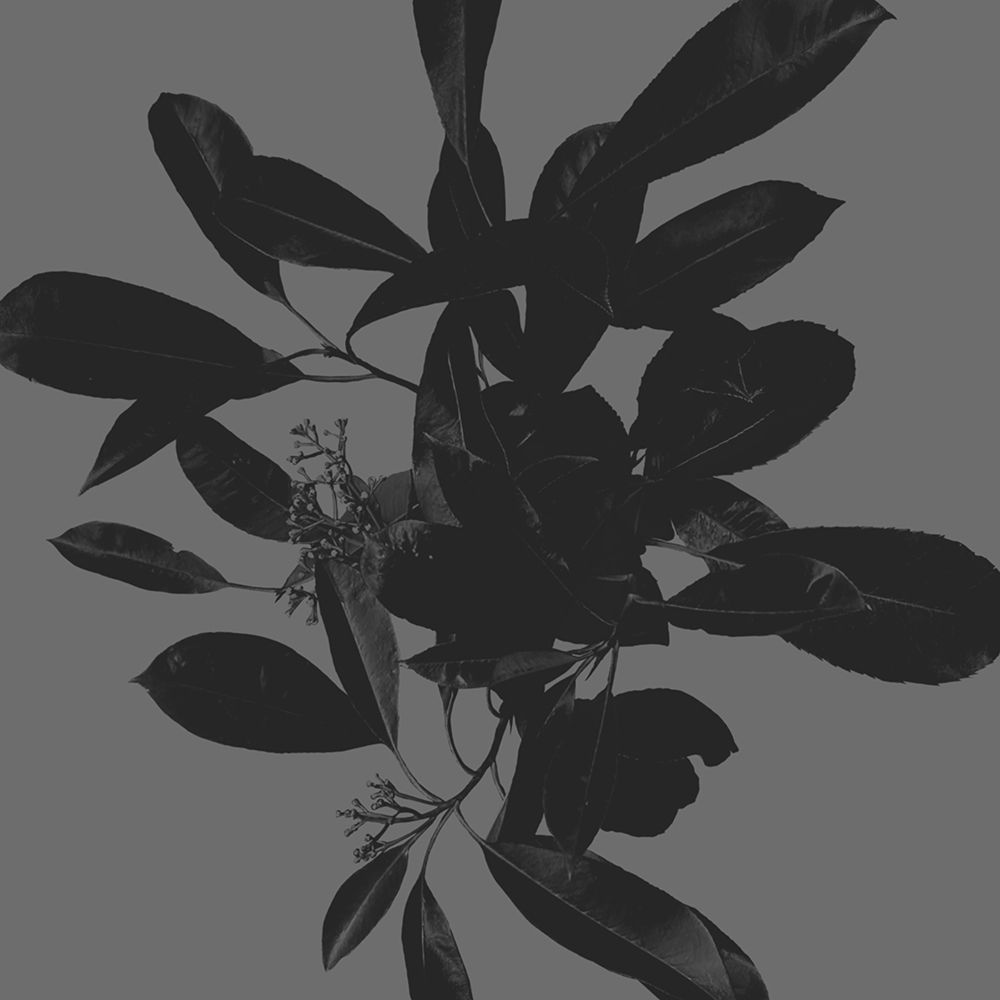 Botanical Light 2 art print by Melody Hogan for $57.95 CAD