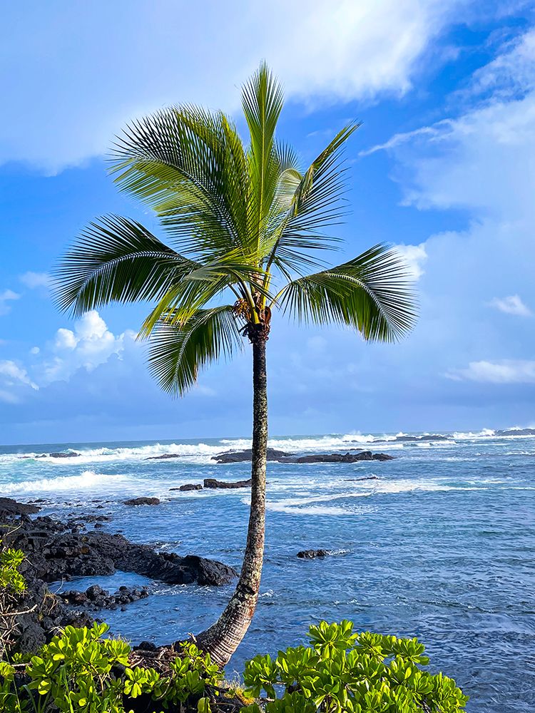 Palm Calm art print by Melissa Nebula for $57.95 CAD