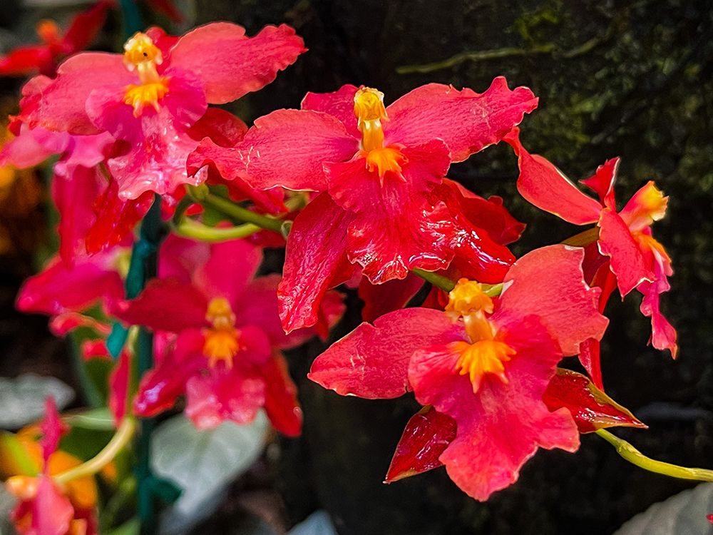 Coy Orchids In Red art print by Melissa Nebula for $57.95 CAD