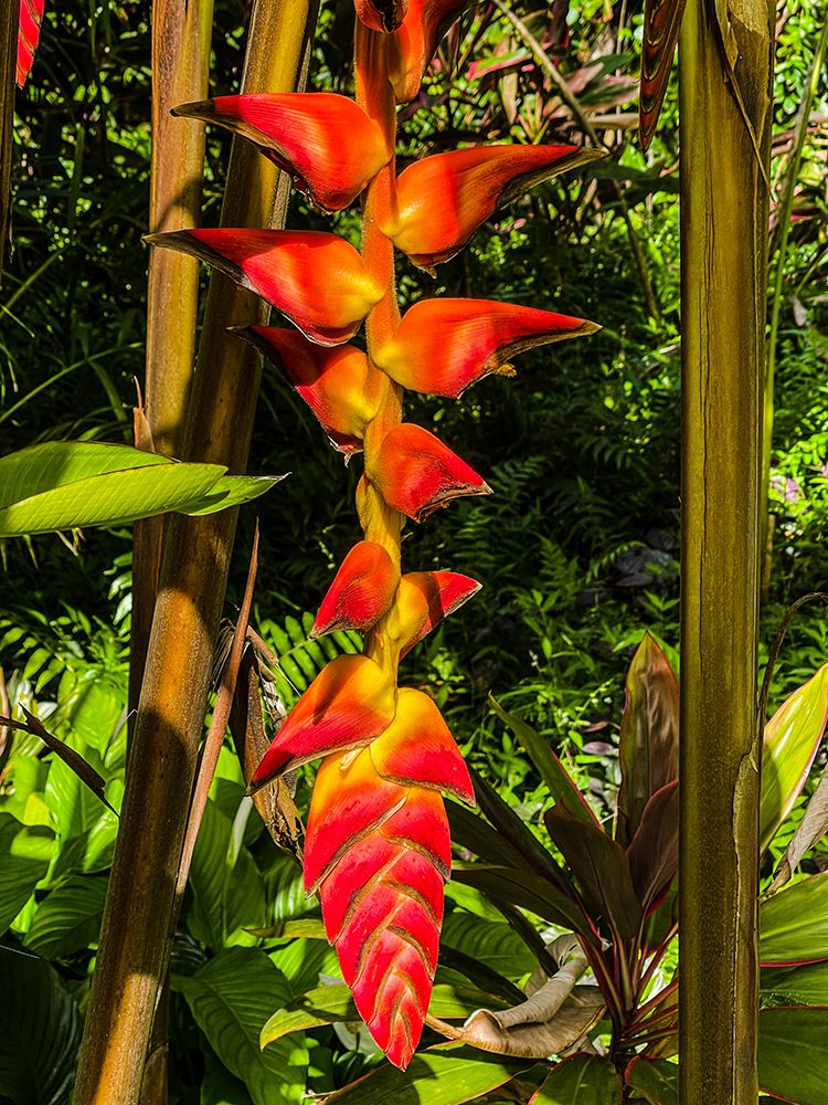 Heliconia Drop art print by Melissa Nebula for $57.95 CAD