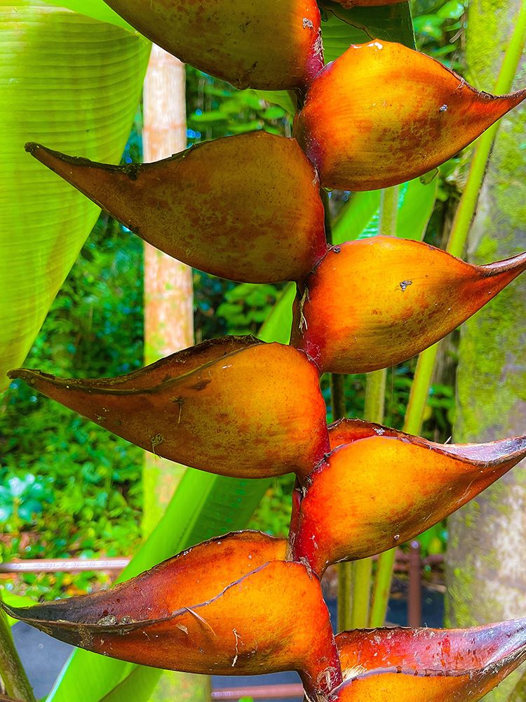 Heliconia Sip art print by Melissa Nebula for $57.95 CAD