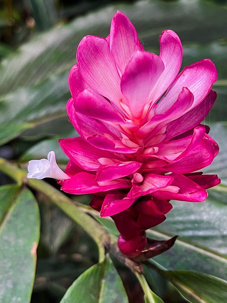 Ginger Blossom art print by Melissa Nebula for $57.95 CAD