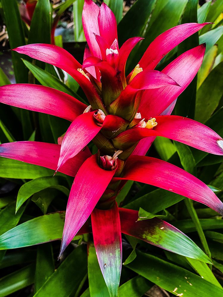 Botanical Bromeliad art print by Melissa Nebula for $57.95 CAD