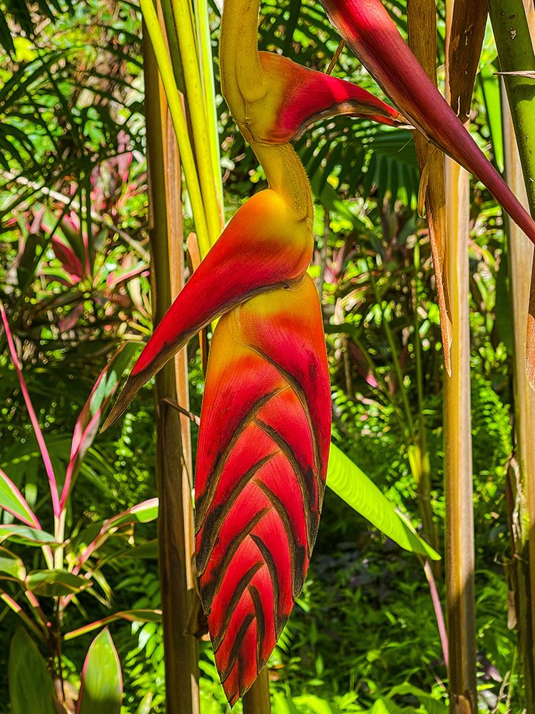 Tropical Bromeliad Bird art print by Melissa Nebula for $57.95 CAD