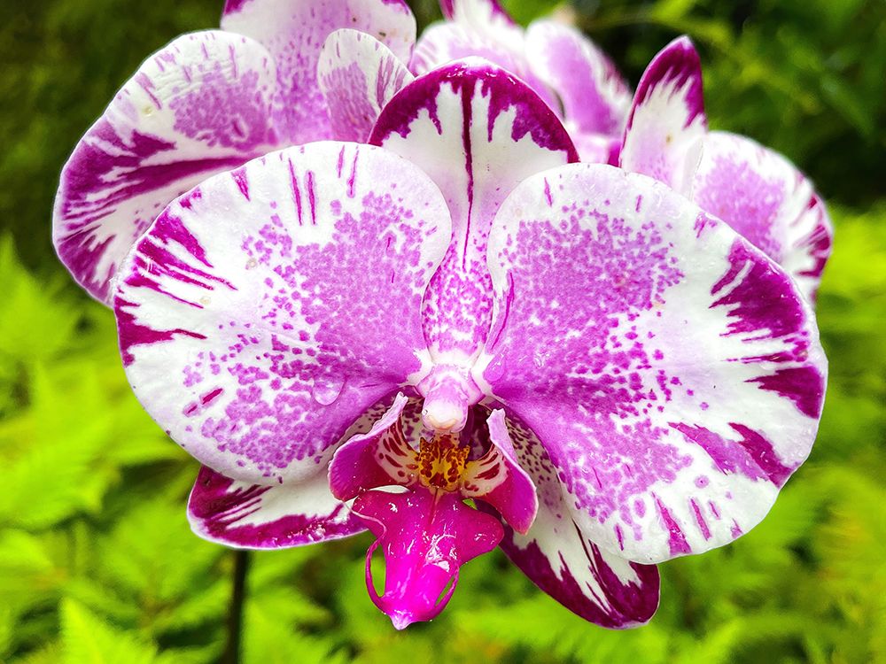 Dappled Orchid In Magenta art print by Melissa Nebula for $57.95 CAD