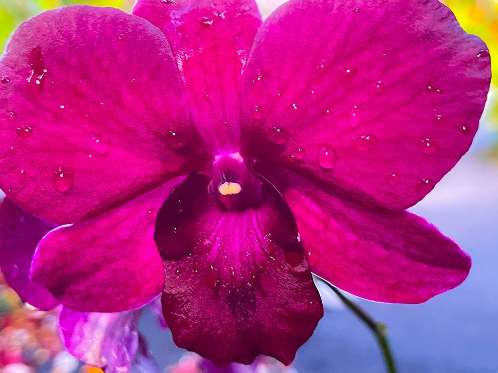 Orchid Daze art print by Melissa Nebula for $57.95 CAD