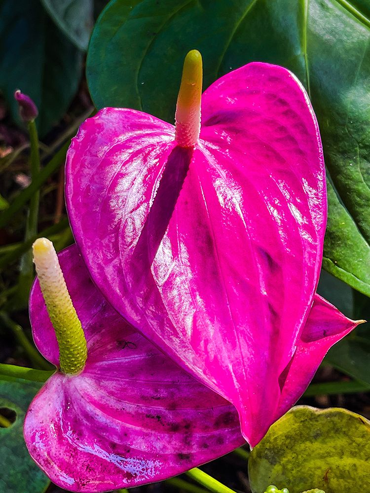 Heartfelt Anthurium art print by Melissa Nebula for $57.95 CAD