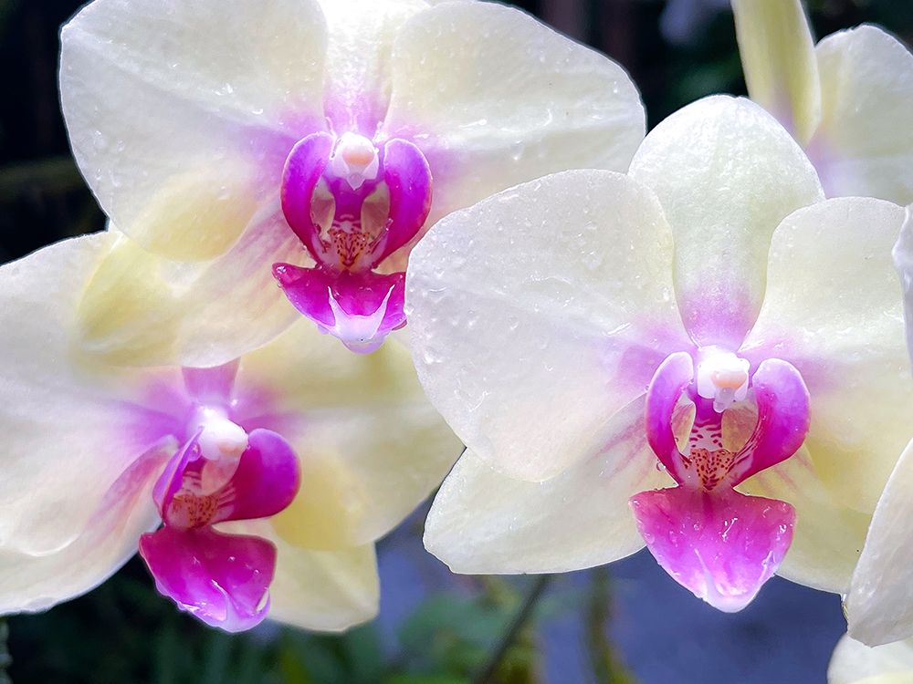 Orchid Cleanse art print by Melissa Nebula for $57.95 CAD