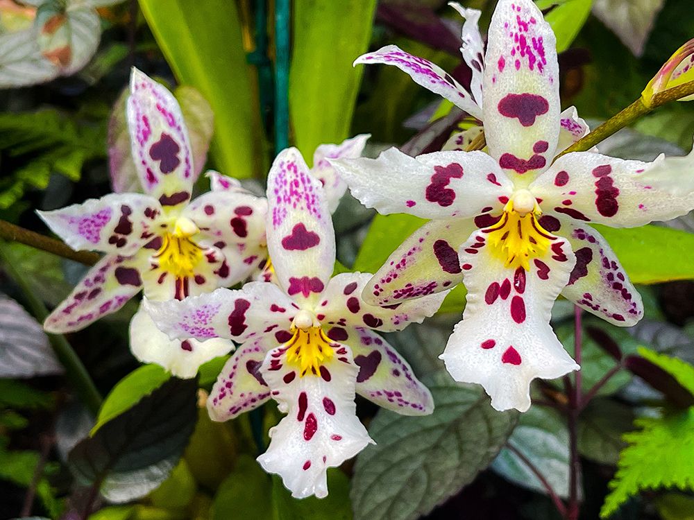 Look At Me Orchids art print by Melissa Nebula for $57.95 CAD