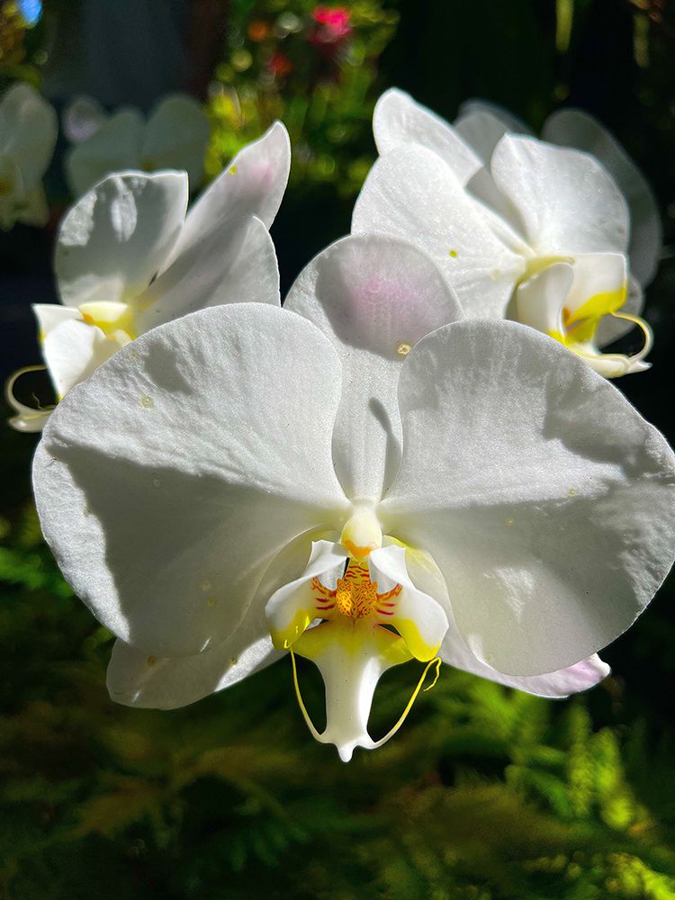Orchid Peace In White art print by Melissa Nebula for $57.95 CAD