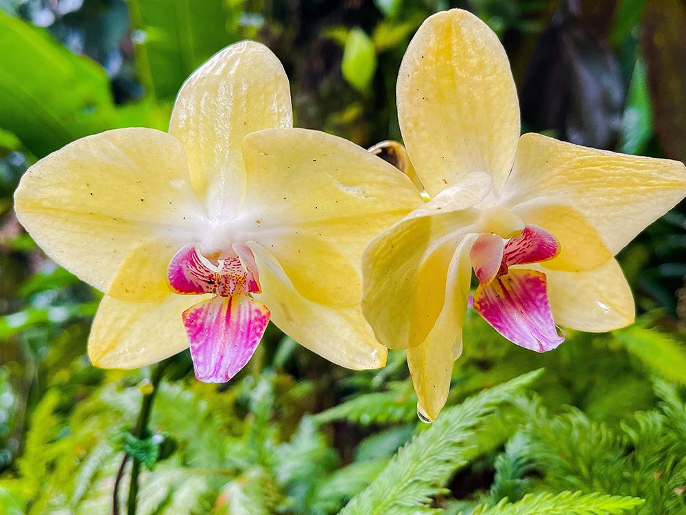 Orchid peace In Yellow art print by Melissa Nebula for $57.95 CAD