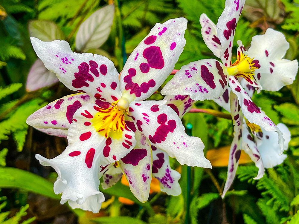 Smiley Orchid art print by Melissa Nebula for $57.95 CAD