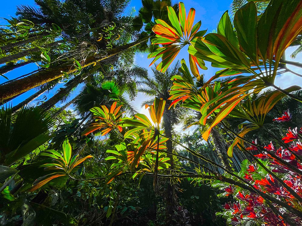 Tropical Understory art print by Melissa Nebula for $57.95 CAD