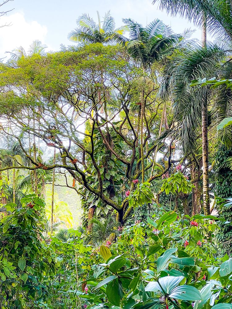 Botanical Junglescape art print by Melissa Nebula for $57.95 CAD