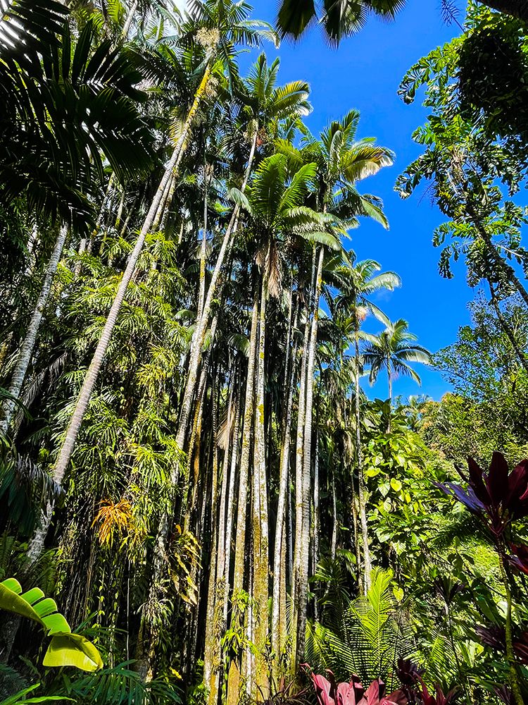 Reaching Palms art print by Melissa Nebula for $57.95 CAD