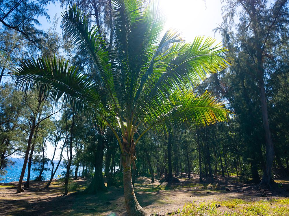 Palm 1 art print by Melissa Nebula for $57.95 CAD