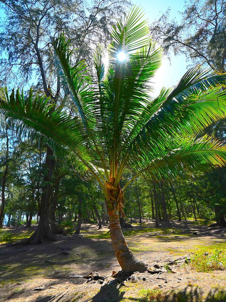 Palm 2 art print by Melissa Nebula for $57.95 CAD